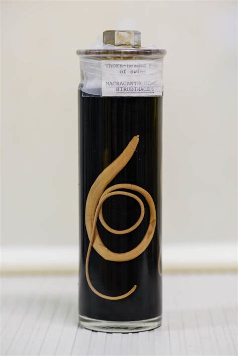 The Smithsonian Has Millions Of Parasitic Worms Stored In A Warehouse ...