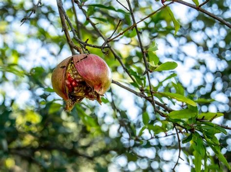VILLA SFERADOLCE (San Vito dei Normanni, Puglia) - B&B Reviews & Photos ...