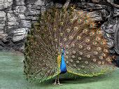 Image result for Python Selenium Input File