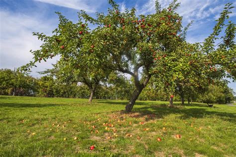 Apple Tree Pruning Guide 的图像结果
