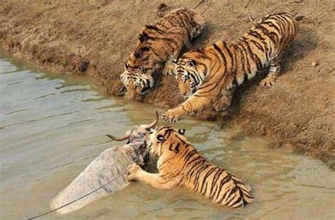 動物園給老虎餵食方式令人髮指，遊客看了都全身發抖 - 每日頭條