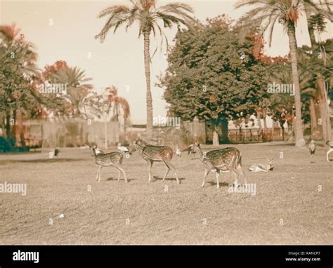 Sudan. Khartoum. Khartoum Zoo. Spotted deer and gazelles (Rusa axis ...