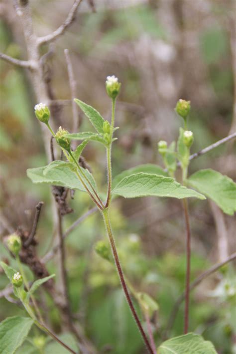 Blainvillea acmella (L.) Philipson | Plants of the World Online | Kew ...