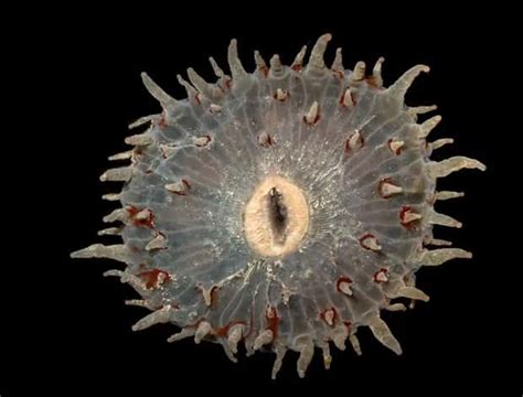 Alien Like Sea Creatures 的图像结果