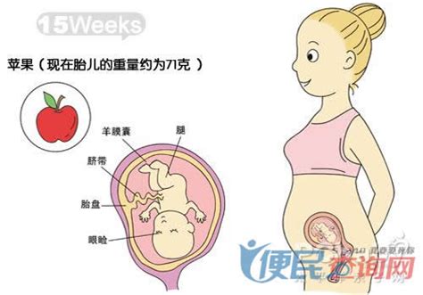 怀孕第15周准妈妈保健需知 - 怀孕第15周天胎儿发育图 - 怀孕第15周要吃什么 - 怀孕第15周注意什么 - 怀孕第15周介绍