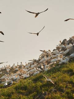 Download wallpaper 240x320 birds, flight, slope, grass old mobile, cell ...