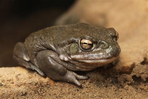 Are Frogs Dangerous For Dogs