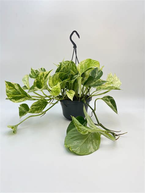 Pothos Marble Queen, Devil's Ivy in 15 Cm Hanging Pot, 12 Cm Pot, Money ...