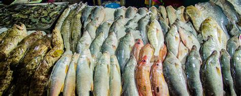 买鲈鱼时，要分清“河鲈”和“海鲈”，区别挺大，弄懂再买不吃亏_鱼类_什么值得买