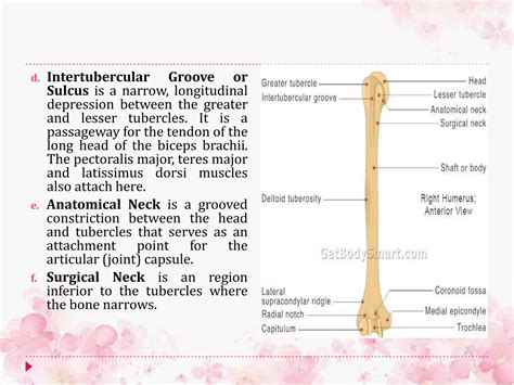 Upper limb bones | PPSX