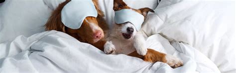 Pet Friendly Hotels | IHG Hotels & Resorts