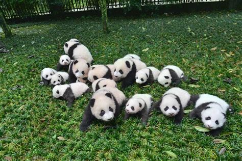 Image result for Pandas Exponential Smoothing