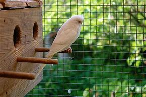 Image result for Large Parrot Nesting Box