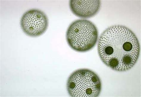 Volvox Under A Microscope