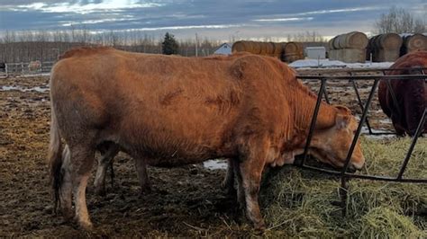 CJDC-TV | B.C. Peace News