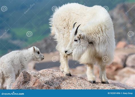 Wild Mountain Goats of the Colorado Rocky Mountains Stock Photo - Image ...