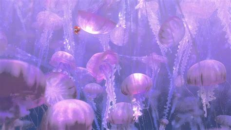 Finding Nemo Jellyfish 2007 的图像结果