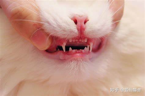 猫咪牙齿判断年龄一定准确吗