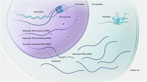 Image result for Cell Stage Gene Expression