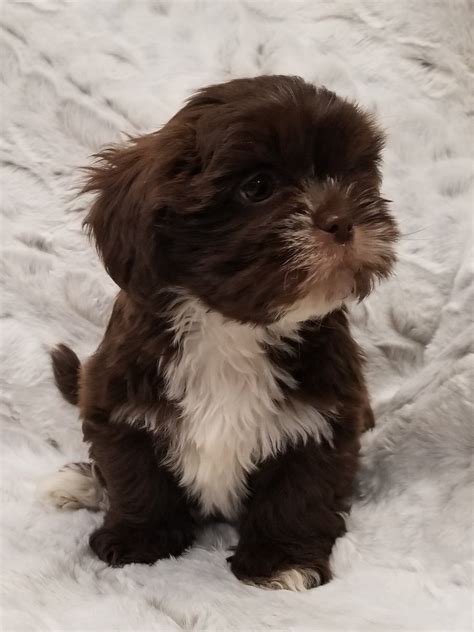 Mini Dogs to Adopt 的图像结果