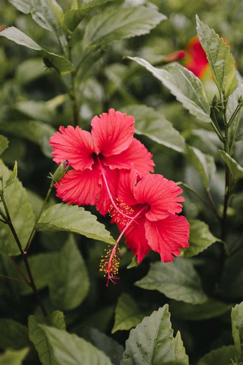 Jamaica National Flower Hibiscus It’s So Beautiful! #lignumvitae