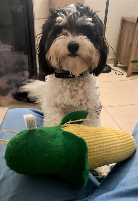 Image result for Cavapoo Play