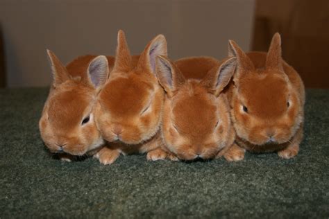 Mini Rex Rabbits