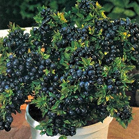 Creative Farmer Gardens Rare European Bush Blueberry" Top Hat (Dwarf ...