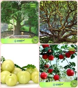 creative farmer Combo Tree Seeds Sandalwood Seeds,Albizia Saman,Amla ...