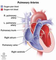 Image result for Pulmonary Artery