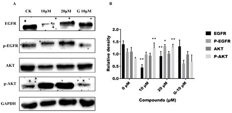 Novel 2-Amino-1,4-Naphthoquinone Derivatives Induce A549 Cell Death ...