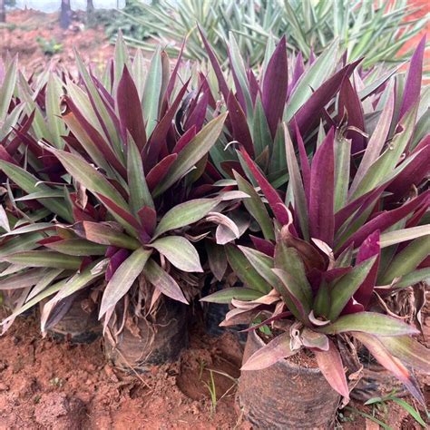 Buy Moses In A Boat Compact Rhoeo Spathacea - Perfect for Small Space ...