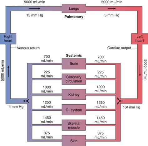 Animation Cardiac Output 的图像结果