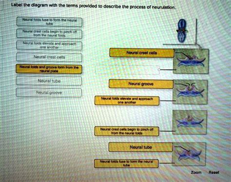 Image result for Neurulation Process