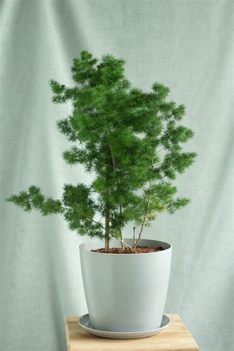 Image result for Using Ming Fern to Replicate Tree Trees