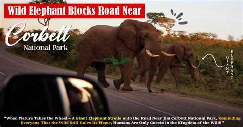 Wild Elephant Blocks Road Near Corbett