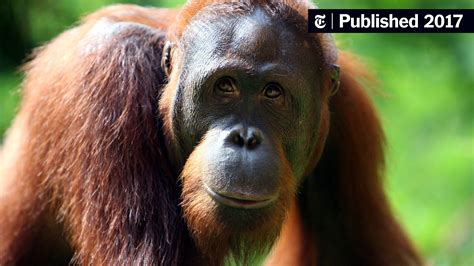 Curious Orangutans, Raised by Humans, Do Better on Cognitive Tests ...