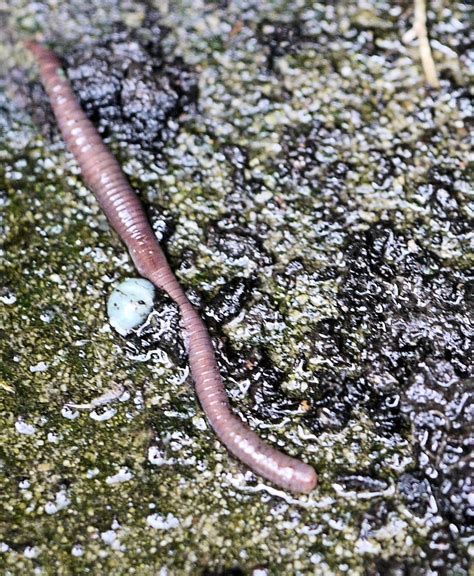 Image result for Segmented Worm Drawing