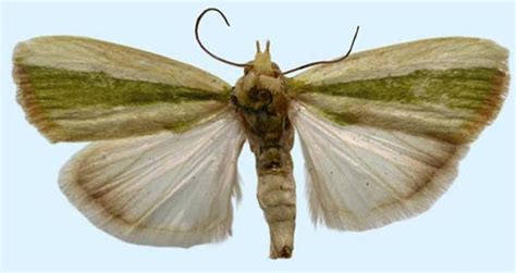 Pest control in Bhendi – Khethari