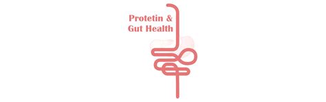 Protein Powders and Gut Health: Top Five Things to Remember – NAKPRO ...