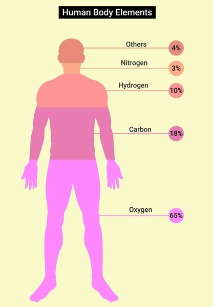 Image result for Human Body Elements