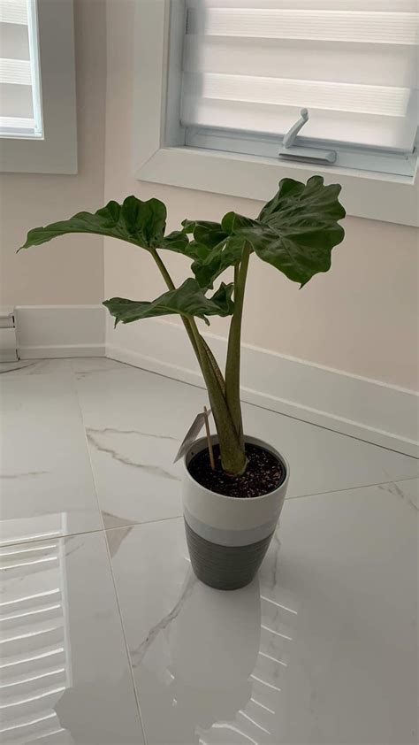 What is this plant? : r/plants