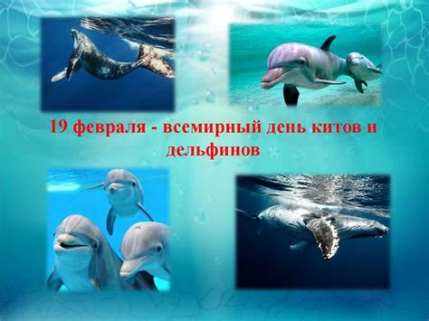 Всемирный день китов и дельфинов - презентация онлайн