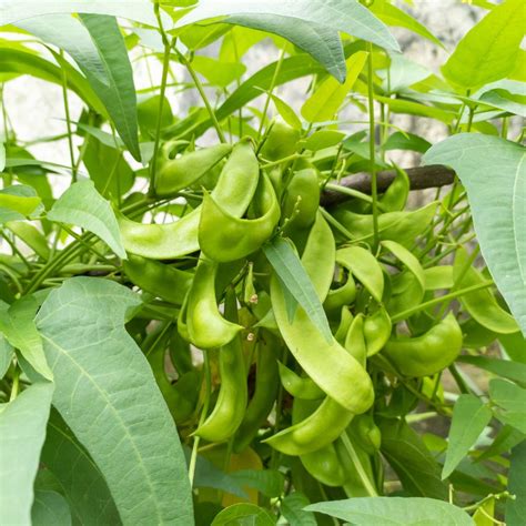Sem Phali / Dolichos Beans Pole Type Seeds (सेम फली के बीज) -Organicbazar