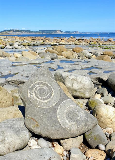 Fossil Hunting - Love Lyme Regis