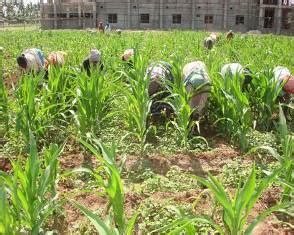 Agriculture :: Weed Management :: Field Crops :: Maize