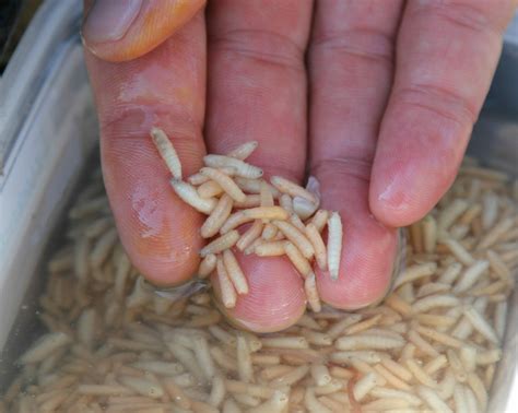 Maggots ARE incredible hookbaits - For Anglers Digital Angling Network