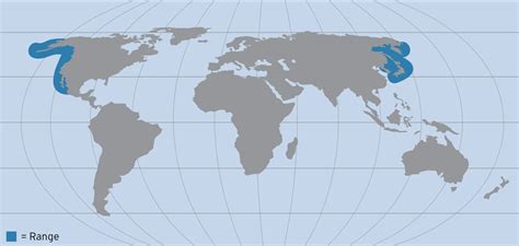 Image result for Blue-Ringed Octopus Map