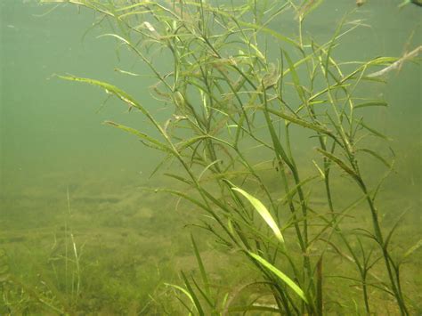 Monocots 的图像结果