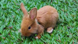 Image result for Hand Feeding Baby Rabbits